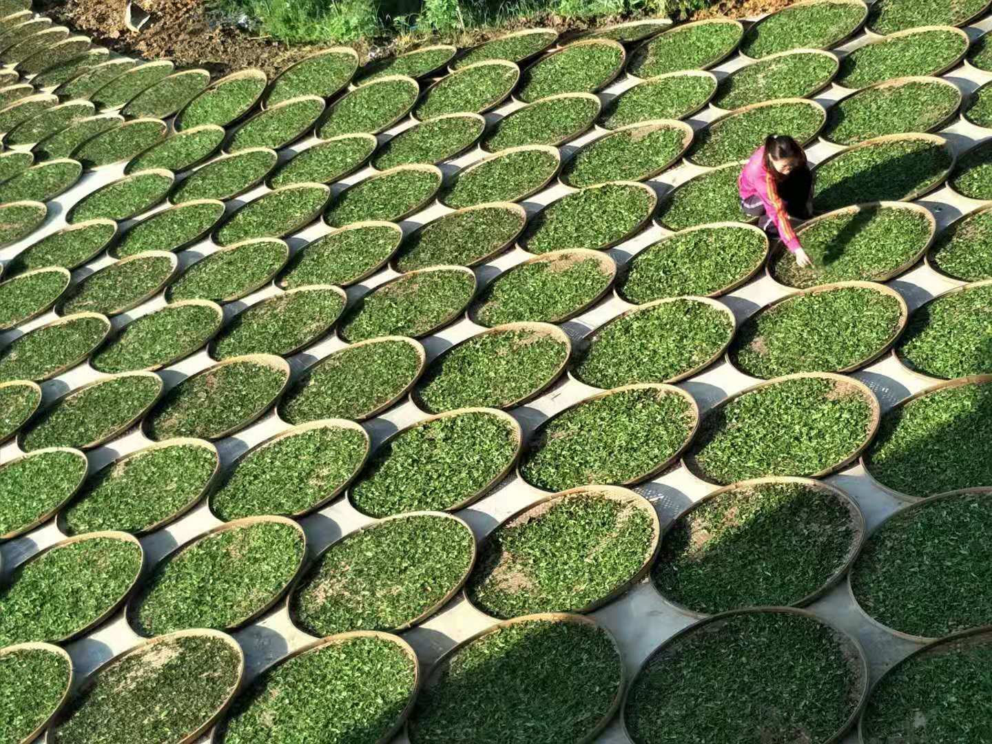 产于福建屏南,属高山群体种小菜茶,海拔850-1100米.